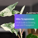 Albo Syngonium A Full Guide to Growing Care and Propagation
