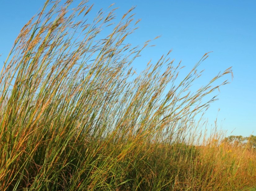 Andropogon gerardii Big Bluestem