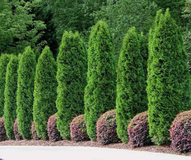 Arborvitae Thuja spp