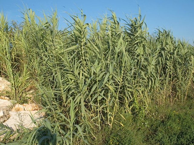 Arundo donax giant reed