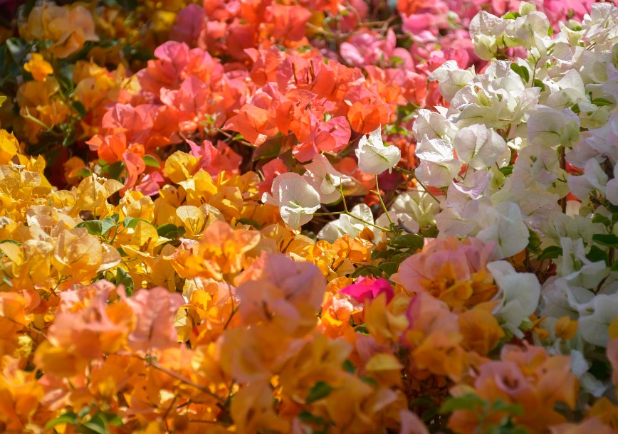 Bougainvillea Bougainvillea spp