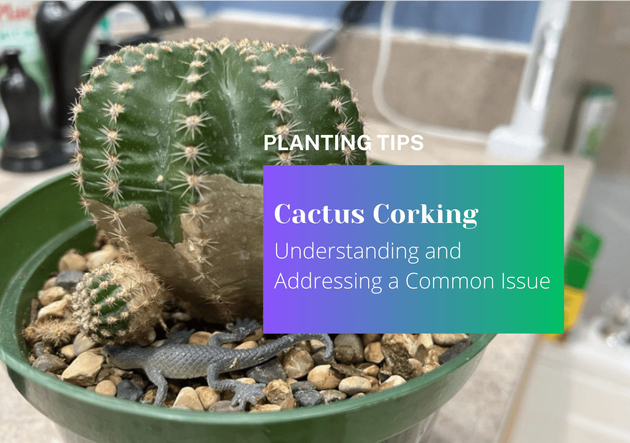 Cactus Corking