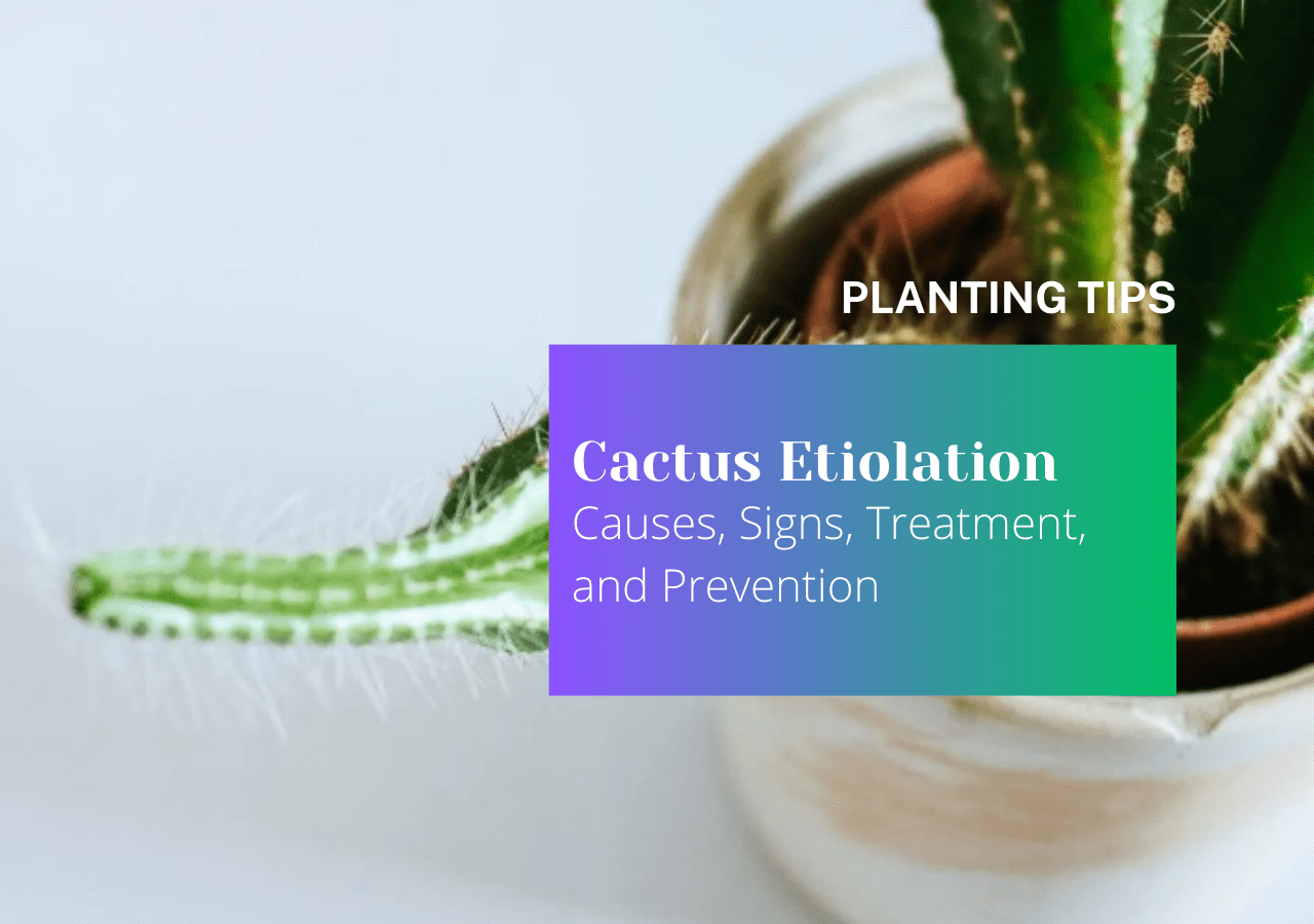 Cactus Etiolation Causes Signs Treatment and Prevention
