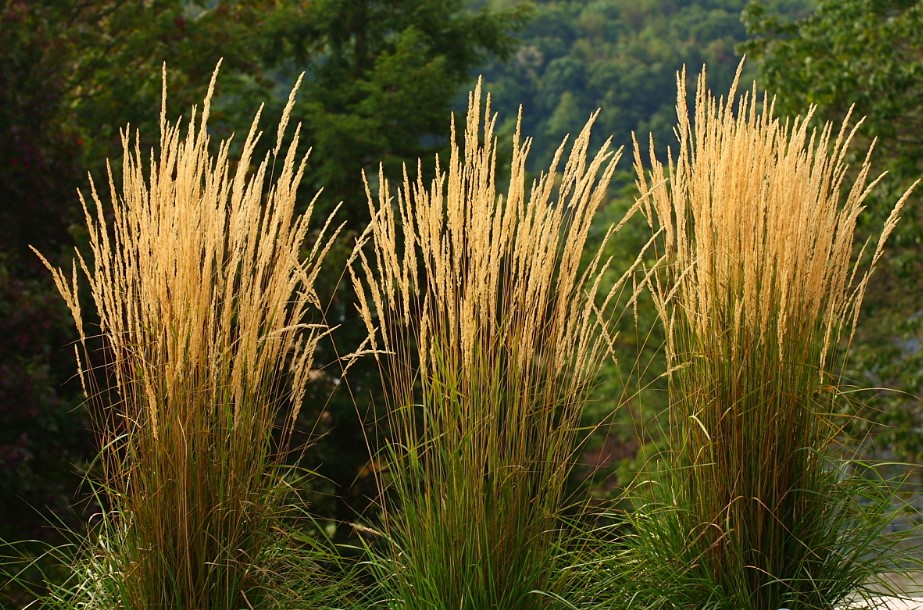 Calamagrostis x acutiflora feather reed grass