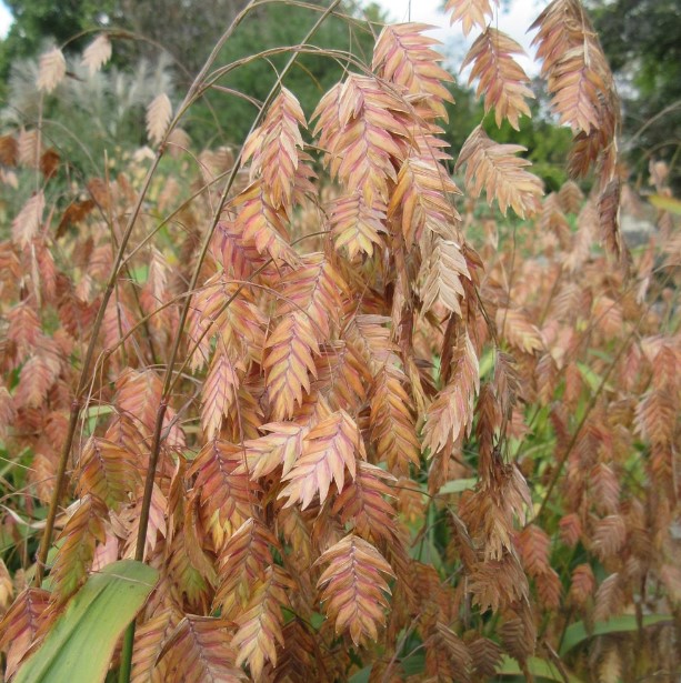 Chasmanthium latifolium Northern Beach Grass