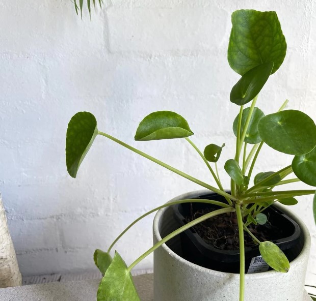 Chinese money plant leggy