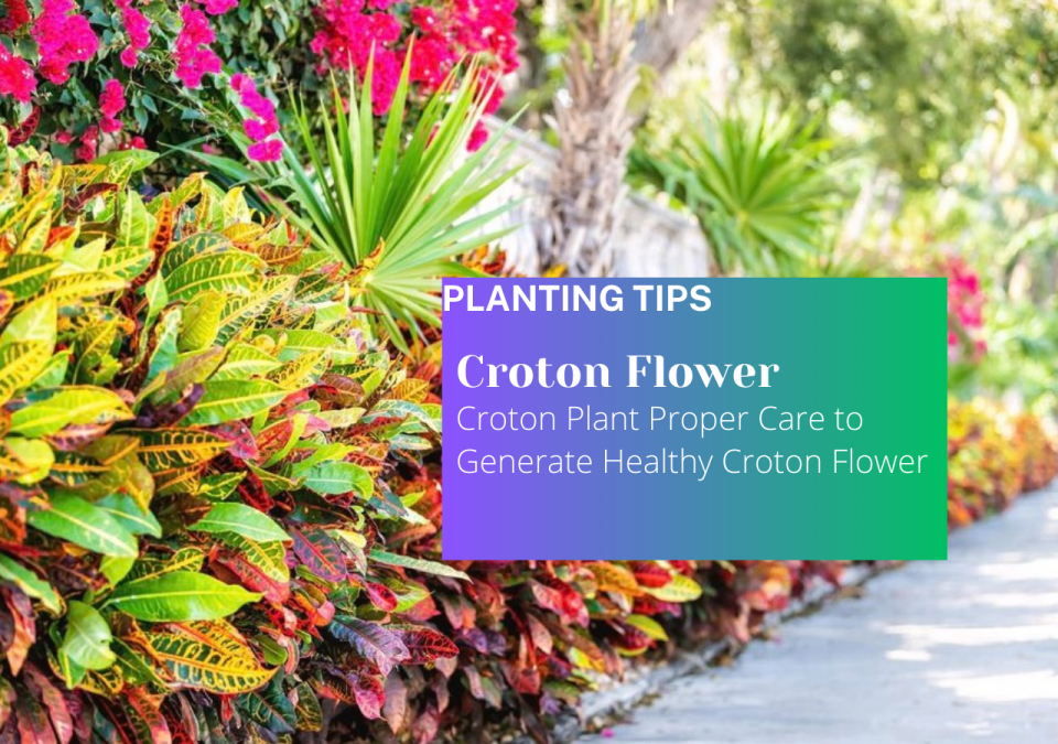 Croton Plant Proper Care to Generate Healthy Croton Flower