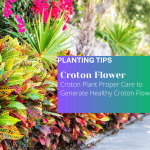 Croton Plant Proper Care to Generate Healthy Croton Flower