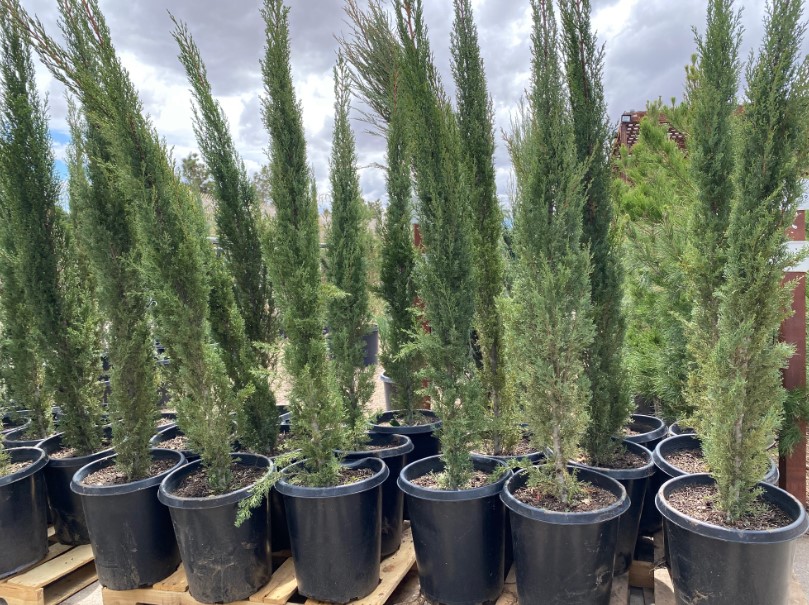 Cypress Cupressus spp