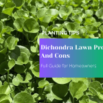 Dichondra Lawn Pros And Cons Full Guide for Homeowners