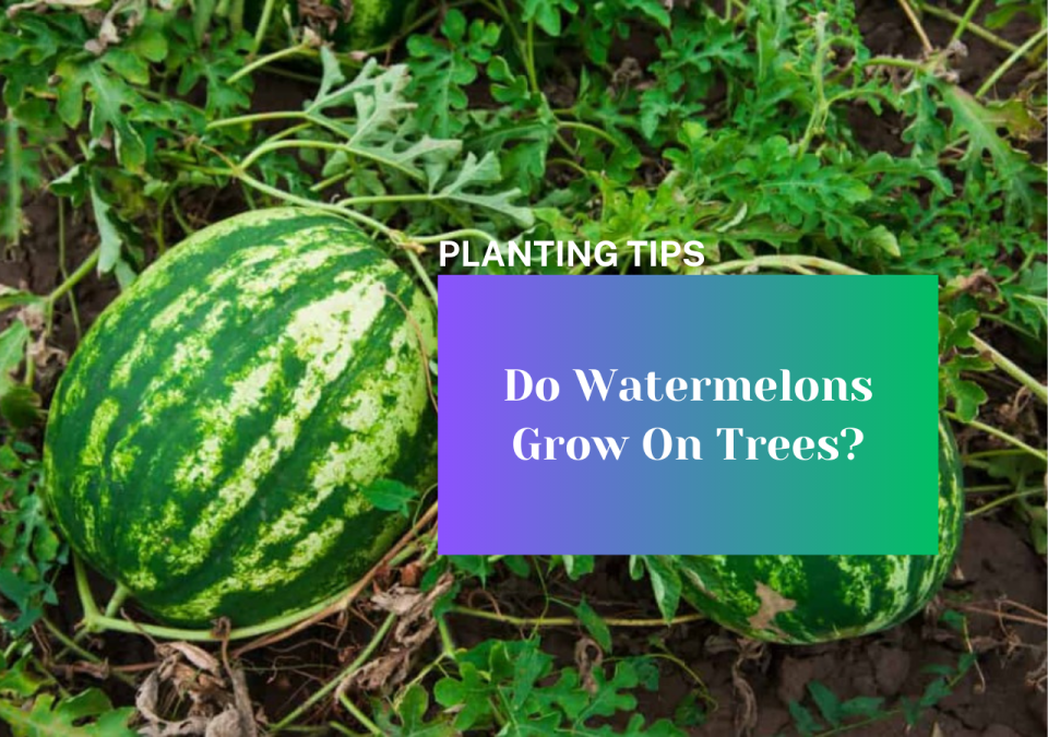 Do Watermelons Grow On Trees
