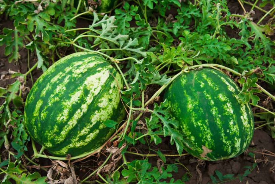 Do watermelons grow on trees 1