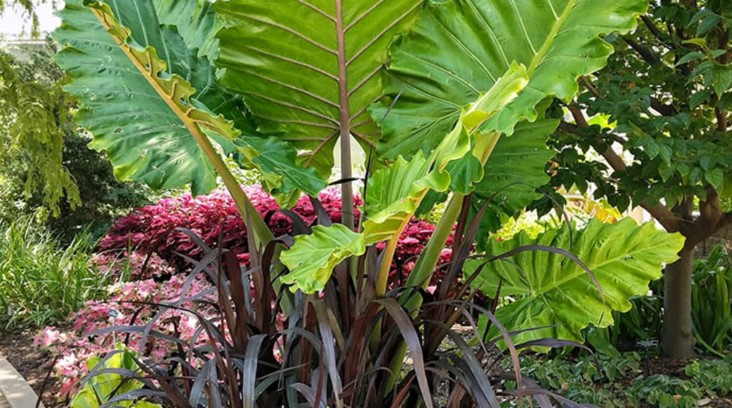 Tall Potted Plants Patio Privacy Elephant Ear Colocasia spp