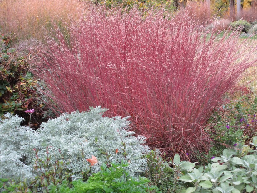 Eragrostis Spectabilis Purple Lovegrass