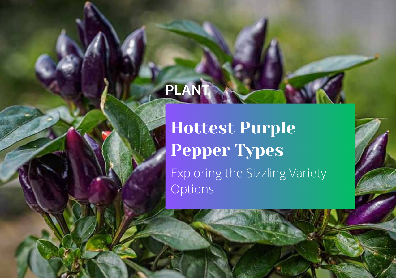 Exploring the Sizzling Variety Options