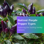 Exploring the Sizzling Variety Options