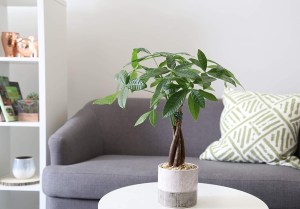 Pittosporum Silver Sheen Problems: Troubleshooting & Solutions
