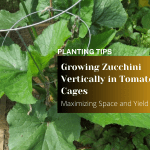Growing Zucchini Vertically in Tomato Cages Maximizing Space and Yield