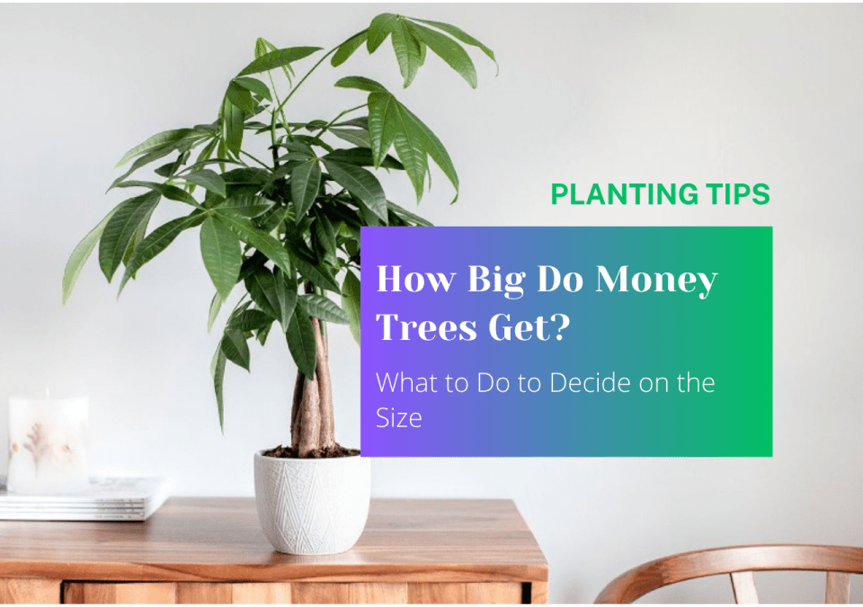 How Big Do Money Trees Get