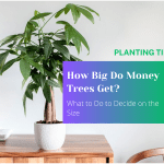How Big Do Money Trees Get