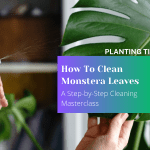 How To Clean Monstera Leaves