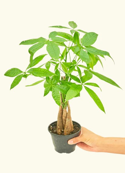 How to Grow the Plant Faster and Grow