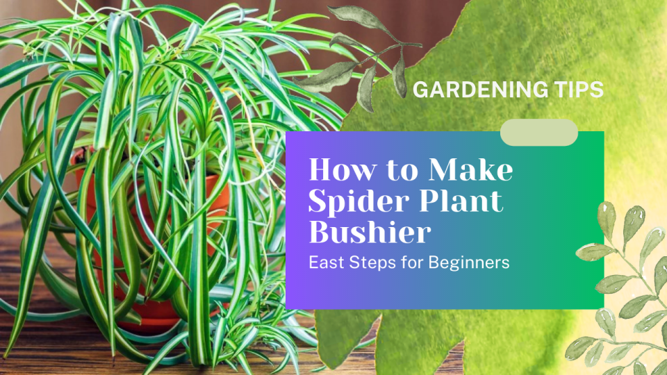 How to Make Spider Plant Bushier, East Steps for Beginners