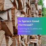 Is Spruce Good Firewood Exploring Its Qualities and Performance 1