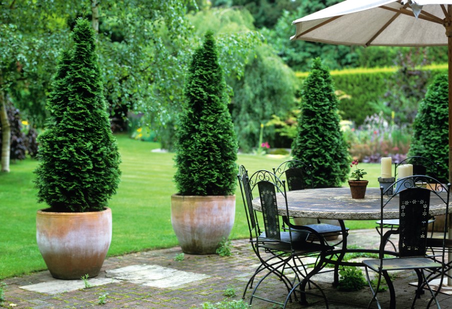 Tall Potted Plants Patio Privacy