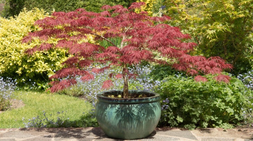 Tall Potted Plants Patio Privacy Japanese Maple Acer palmatum