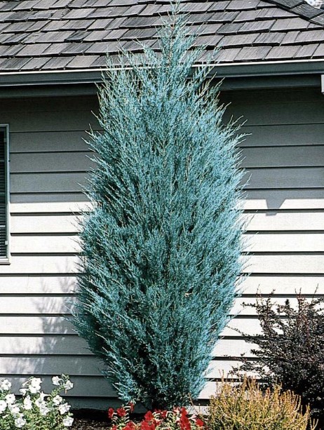 Juniper Juniperus spp