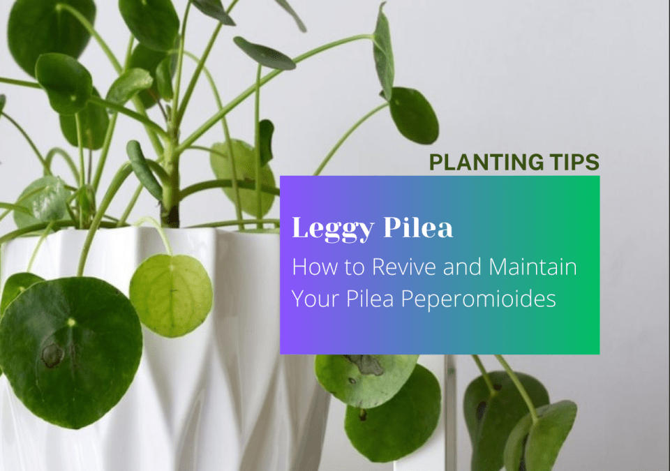Leggy Pilea: How to Revive and Maintain Your Pilea Peperomioides