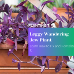 Leggy Wandering Jew Plant