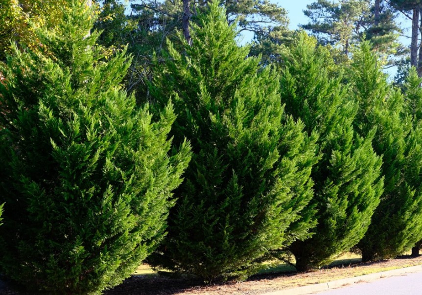 Leyland Cypress x Cupressocyparis leylandii