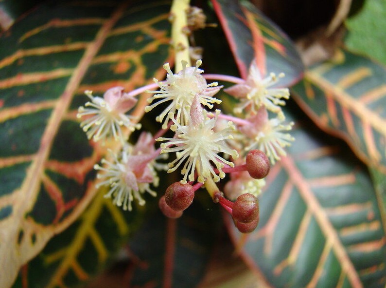 Manual Pollination