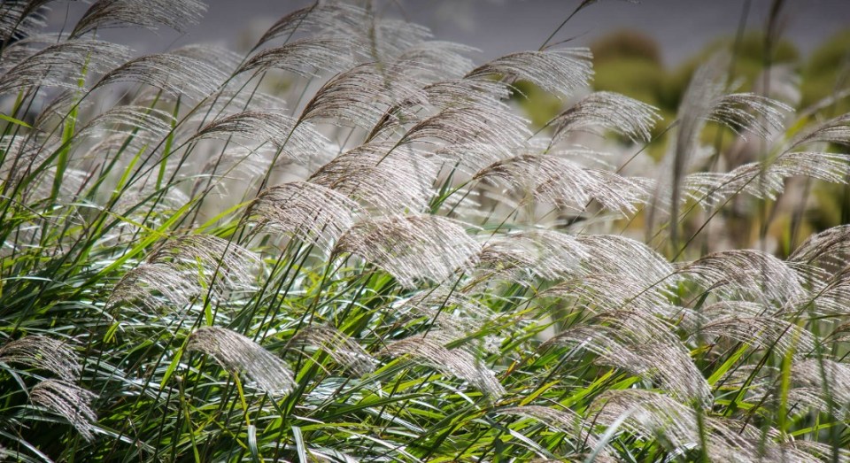 Miscanthus sinensis Chinese Silvergrass