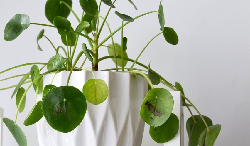 Money Plant Leggy