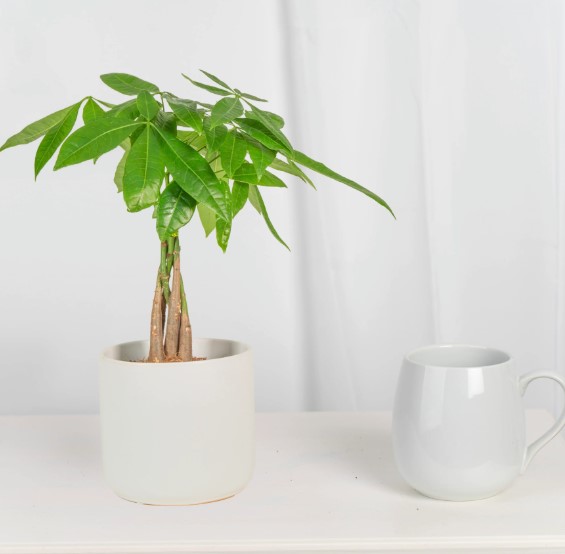 Money Tree Height Nature