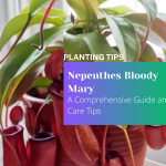 Nepenthes Bloody Mary A Comprehensive Guide and Care Tips