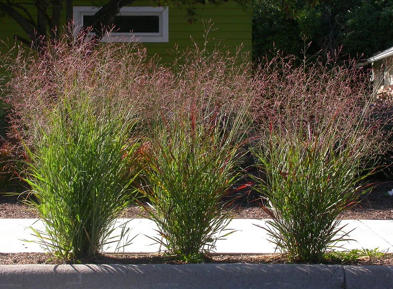 Panicum virgatum Switchgrass