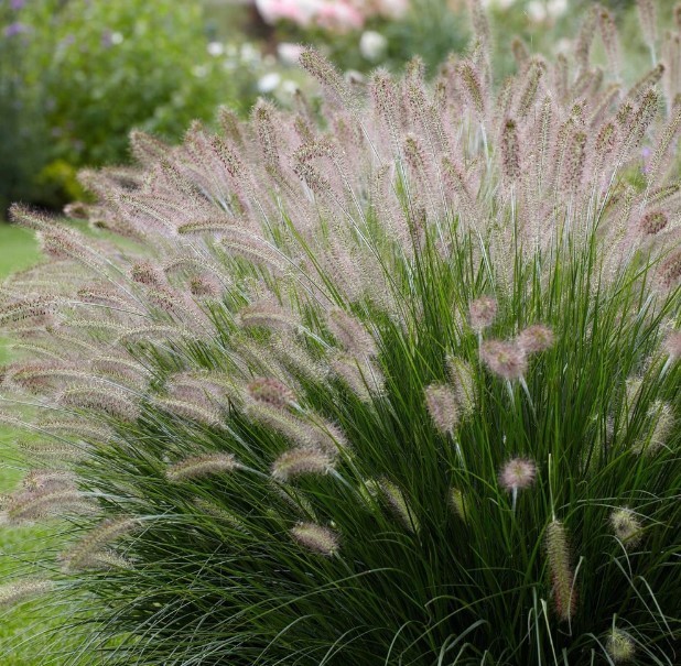 Pennisetum alopecuroides fountain grass