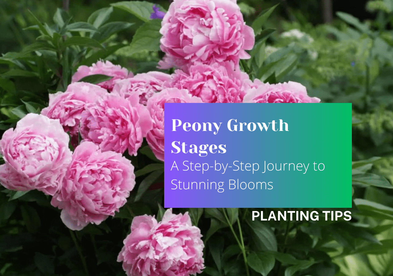 Peony Growth Stages A Step by Step Journey to Stunning Blooms