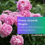 Peony Growth Stages A Step by Step Journey to Stunning Blooms