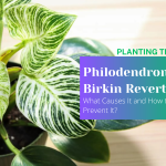 Philodendron Birkin Reverting What Causes It and How to Prevent It