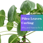 Pilea Leaves Curling