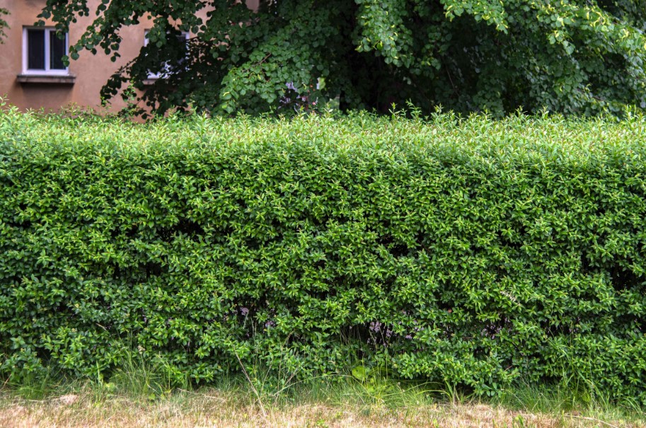 Privet Ligustrum spp