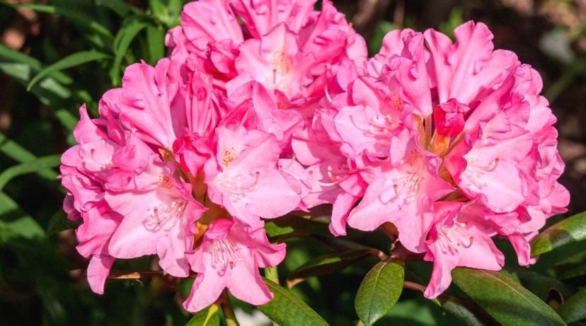 Rhododendron Rhododendron spp