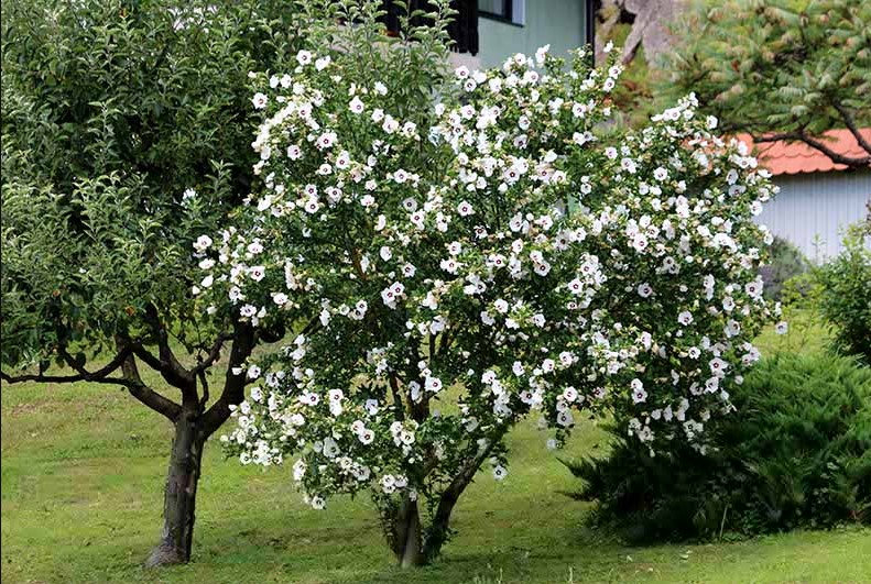 Rose of Sharon Hibiscus syriacus
