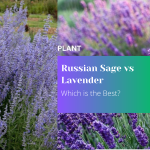 Russian Sage vs Lavender