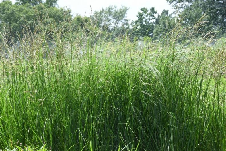 Spartina Pectinata Perennial Prairie Grass